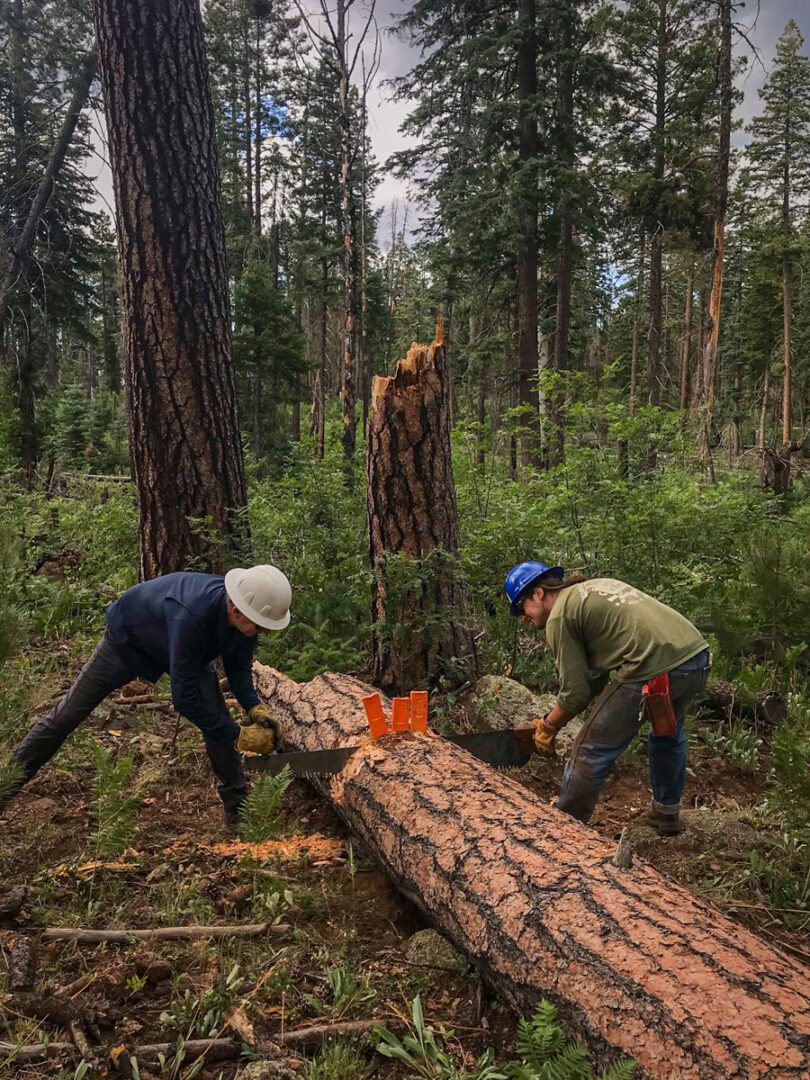 Two men working in a forest with trees